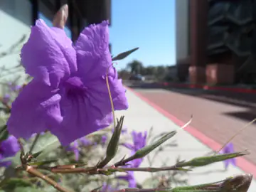 Close-up of a vibrant purple flower with a softly blurred outdoor background