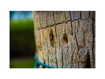 Macro photo of weathered, cracked wood grain