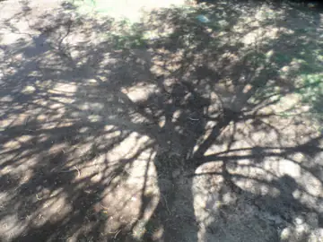 Sprawling shadow of a large tree cast across sunlit ground